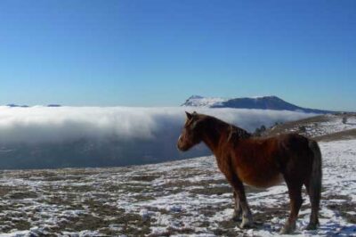 horse in clouds