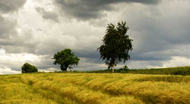 Wind in the Field