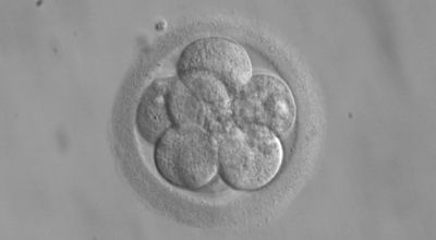 embryo
