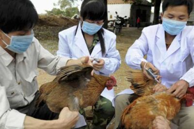 Scientists Race to Gauge Pandemic Risk of New Bird Flu