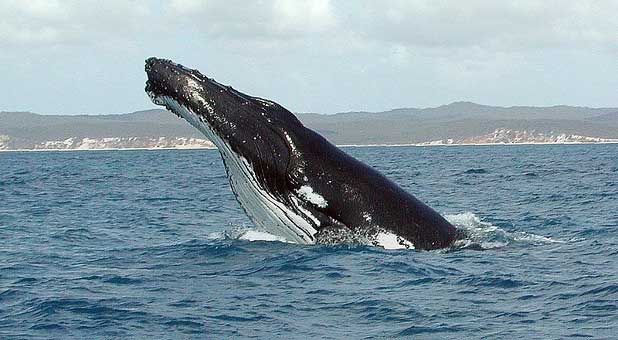 Humpback whale