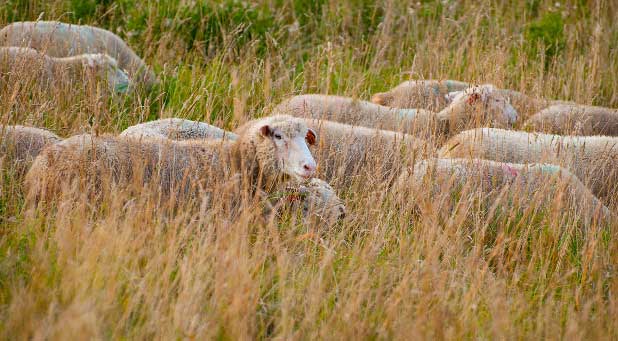 Sheep pasture