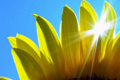 Sunlight bursts through sunflower