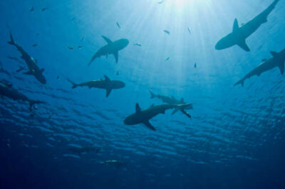 Swimming sharks