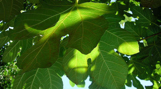 fig leaves
