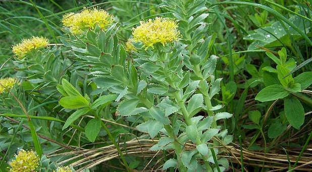 Rhodiola rosea