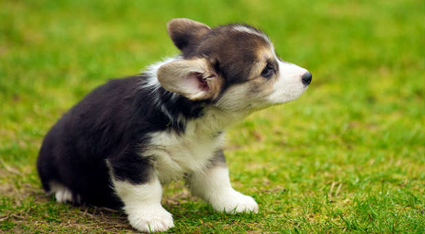 Corgi puppy