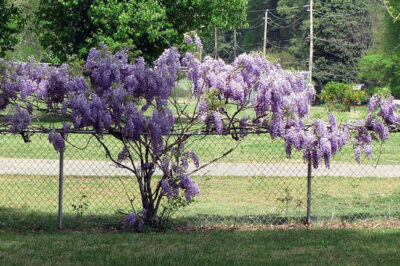 The beauty of the wisteria vine is difficult to resist. But, remember, it needs frequent pruning.