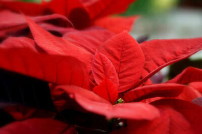 Contrary to some opinions, poinsettias are not poisonous.