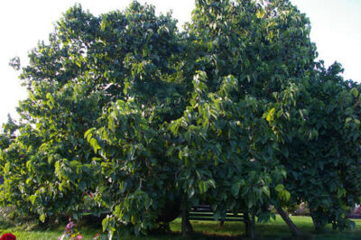 The mulberry tree is often referred to as
