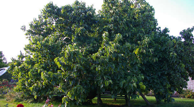 Rustling in discount the mulberry trees