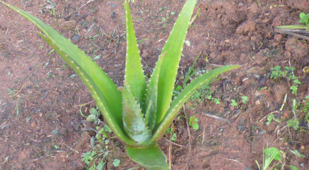 Aloe vera plant