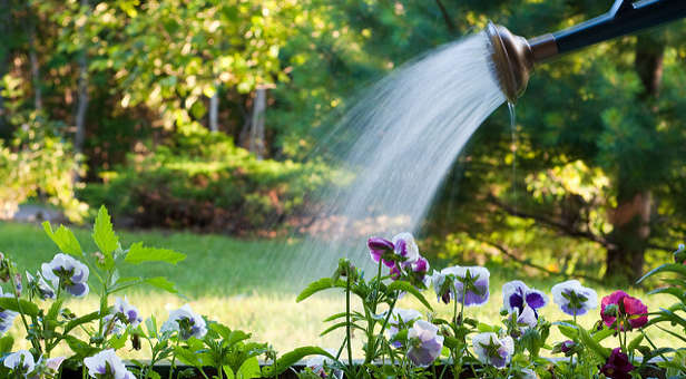 Watering flowers