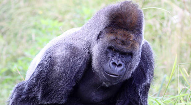 Aping many Americans' recent reaction surrounding the gorilla in the Cincinnati Zoo would not be wise for Israel in regards to the Palestinians.