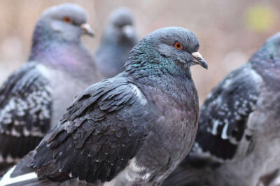 Pigeon religion