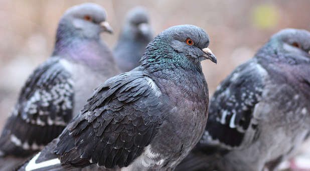 Pigeon religion