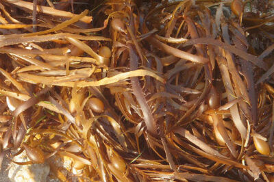 Kelp is one food that can help you detox naturally.
