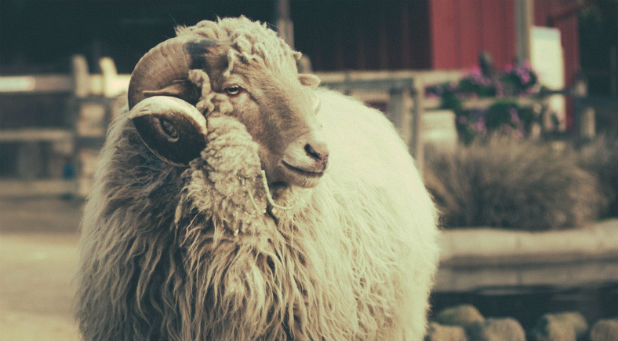 At least 50 animals have died in the last six months at the Caricuao zoo in Caracas, Venezuela, due to widespread food shortages that are affecting both man and beast in the socialist nation.