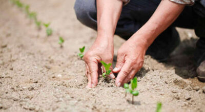 There's much to learn spiritually about seeding and harvesting.