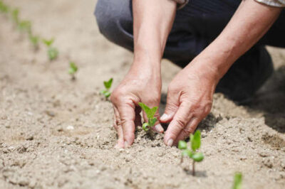 There's much to learn spiritually about seeding and harvesting.