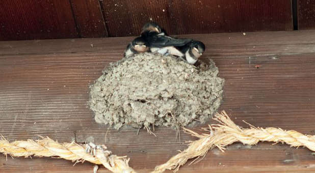 A swallow's nest