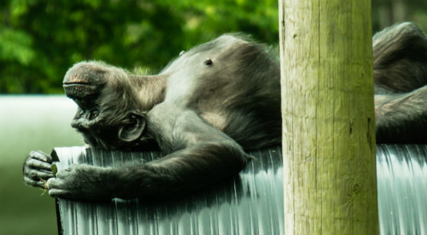 This is not our ancestor.