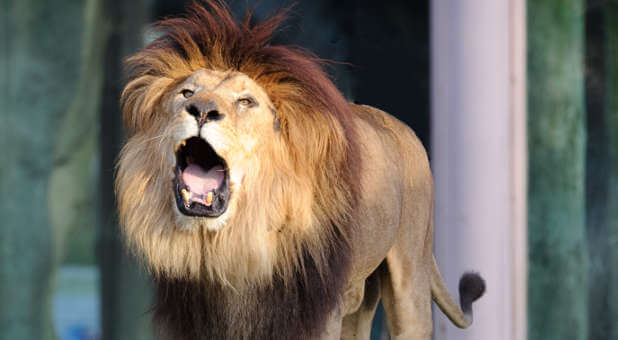 Roaring lion