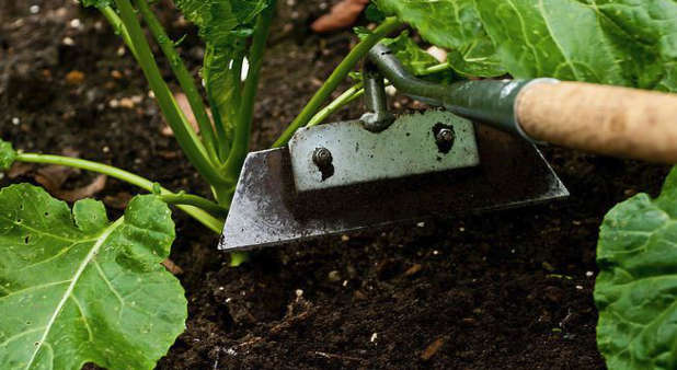 Hoeing weeds
