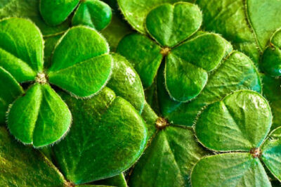 Prayer Warriors, Let’s Cry Out to God for This St. Patrick’s Day Miracle