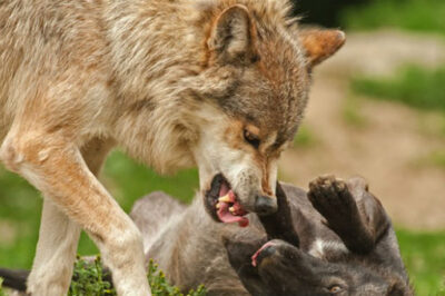 Healing Your Spiritual Gashes After a Vicious Wolf Attack