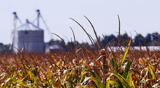 American Agriculture