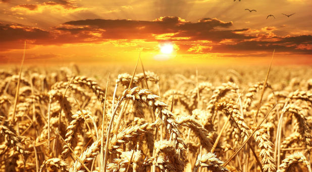 He also described all of his memories of the sights he recalls from heaven, saying he was in an outdoors or agrarian environment that included a large oak tree, a massive wheat field, rolling hills and mountains.