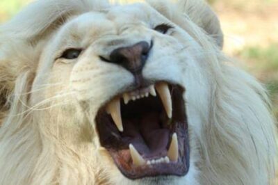 James Goll: Let the Lion Roar—A Prophetic Intercessory Encounter
