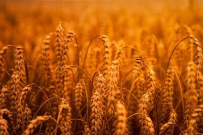 Prophetic Word: Old Sickles Will Not Harvest This New Wheat