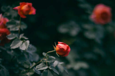 Growing the Roses of Victory Despite Life’s Painful Thorns