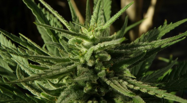 The Obama-era policy, outlined in 2013 by then-Deputy Attorney General James Cole, recognized marijuana as a