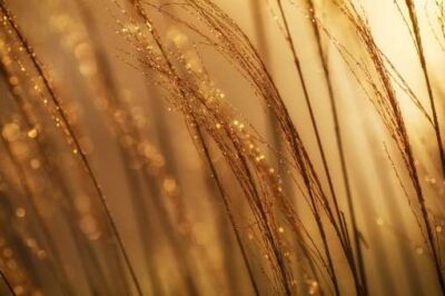 God Is Separating the Wheat and Chaff Now More Than Ever Before—Here’s Why