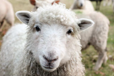 3 Not-So-Random Reasons Jesus Compares Us to Sheep
