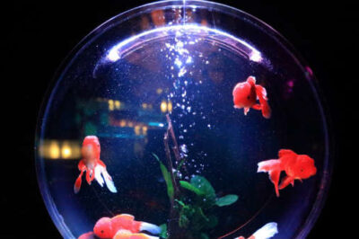 One of them looks like this (a fishbowl).