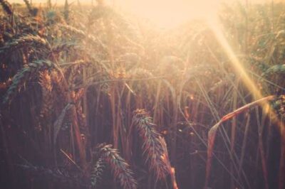 Prophecy: The Harvest Time Is Short