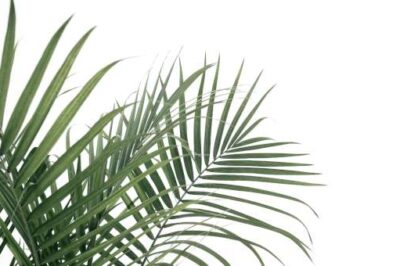 The Prophetic Significance of Palm Branches This Sunday