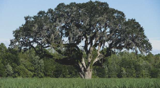 She waited under a spreading oak.