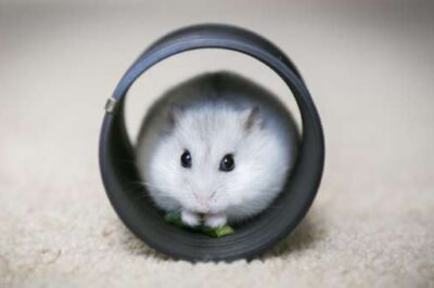 Step Off the Hamster Wheel and Into Your Healing