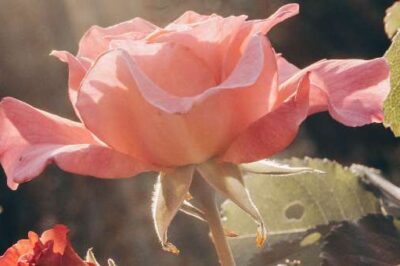 Is Your Rose Garden Full of Thorns?