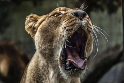How to Stop the Roaring Lion Dead in His Tracks