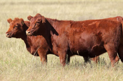 Orthodox Jew: The Miraculous Return of the Red Heifer to Israel