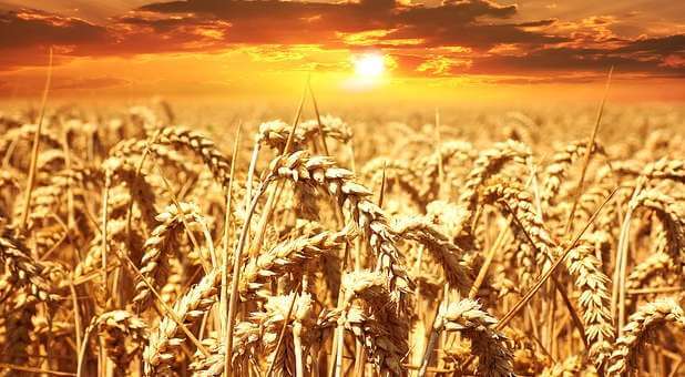 Expect the Harvest of God’s Promise