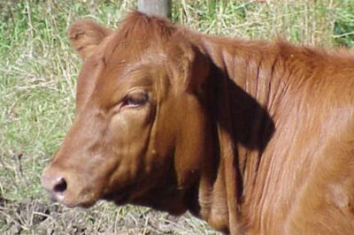 Millions Expecting to See Red Heifer at Ancient Shiloh Heritage Site