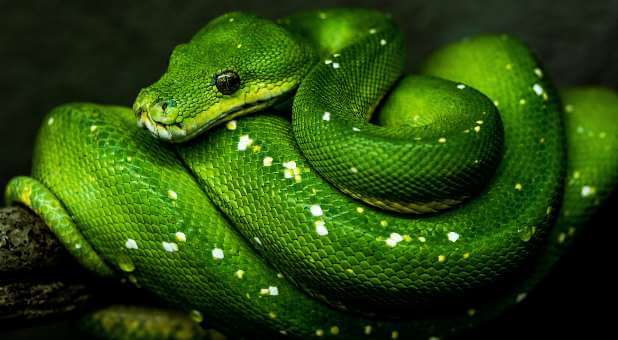 Morning Rundown: 3 Signs the Spirit of Python Is Squeezing the Life From You