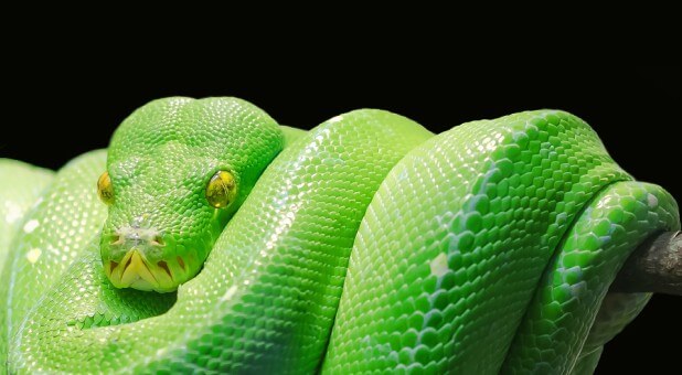 3 Signs the Spirit of Python Is Squeezing the Life From You